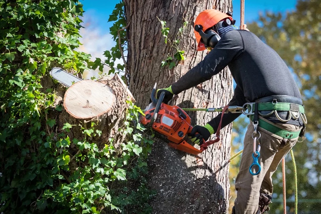 Tree removal